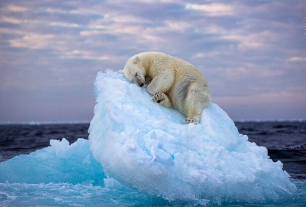Egy alvó jegesmedve ámulatba ejtette a világot
