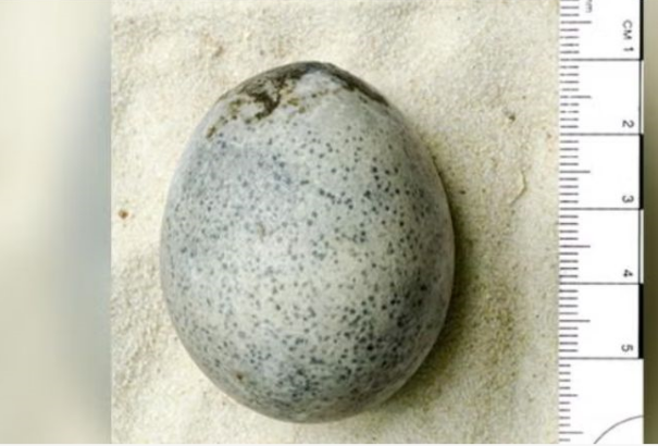 Találtak egy 1700 éves tojást Angliában – teljesen ép, ráadásul a fehérje és a sárgája is megvan még benne
