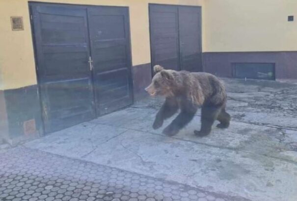 Szlovákia csatlakozik Romániához a medvék ellenében