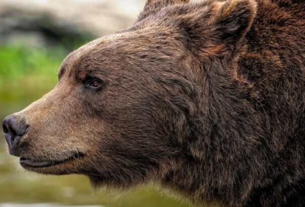 Újabb medvét láttak a Tátraalján