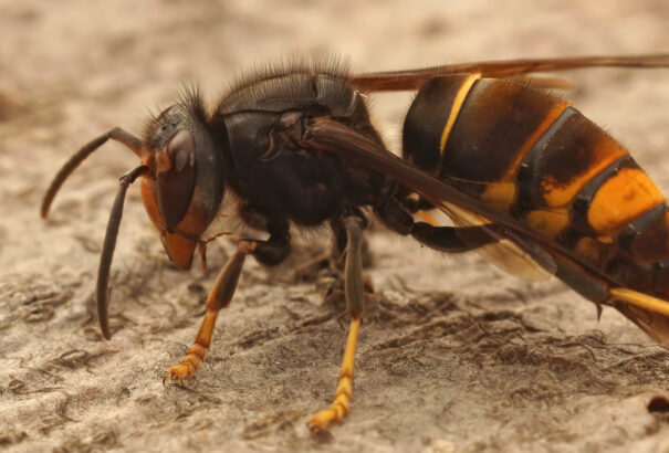 Idén valószínűleg Szlovákiában is megjelenik az ázsiai lódarázs
