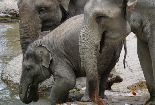 Megfigyelték, ahogy az elefántok eltemetik halottaikat