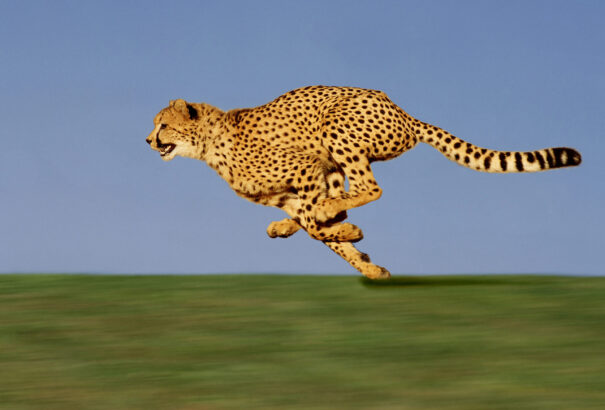 Kiderült, hogy az állatvilágban miért a gepárd a leggyorsabb