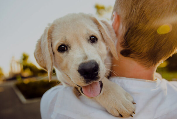 Miért érdemes kiskutya kezdőcsomagot választanunk?