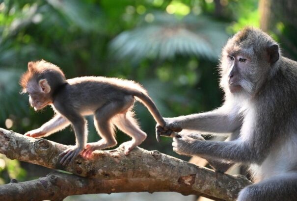 Genetikai okokra vezethető vissza a farok eltűnése