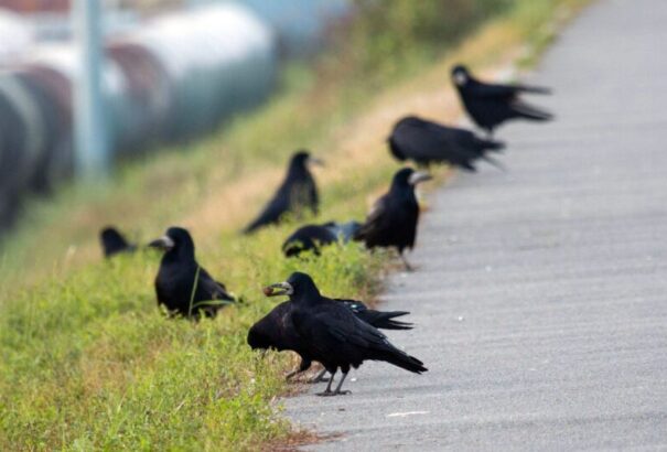 Ragadozó madarakkal próbálják kiűzni Léváról a varjakat