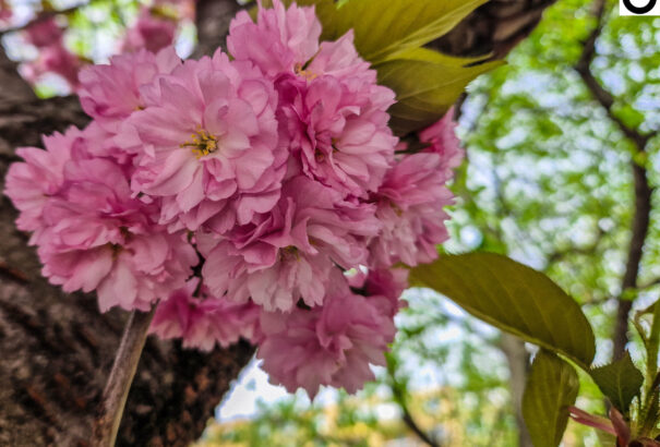 Virágos Csallóköz – Képekkel