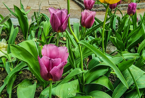 Melegszik az idő, több lesz a napsütés is