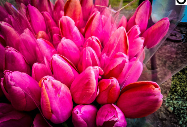 Több száz ember látogatott el a tallósi termelői piacra (Képekkel)