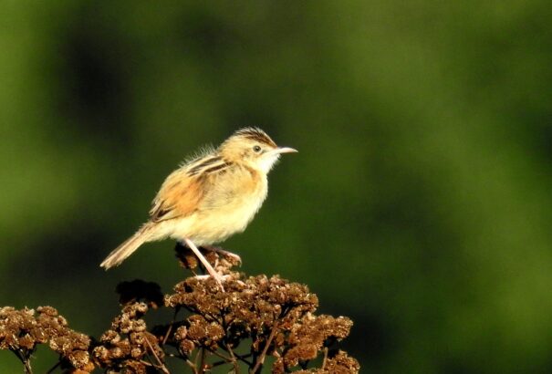 Múzeum Presszó 05 – Madarat tolláról, énekéről
