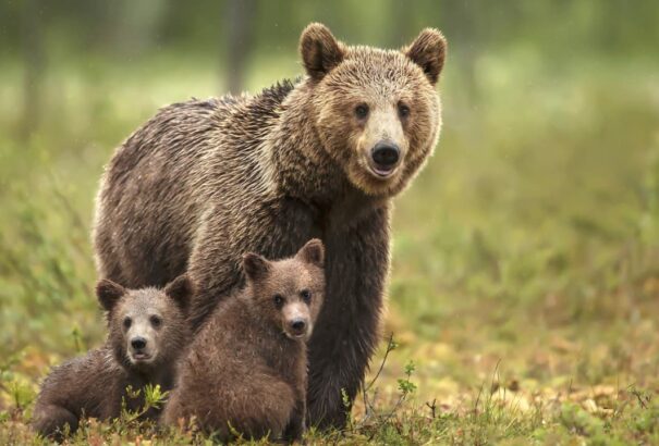 Egy anyamedve támadt rá két természetvédelmi őrre, az egyik meglőtte kollégáját