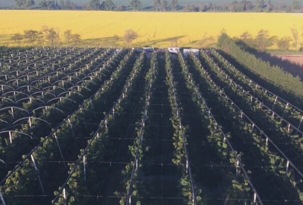 A gyümölcstermesztőknek eddig a termésük mintegy 80%-át sikerült megvédeniük a fagytól