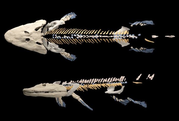 375 millió éves ősállat csontozatát rekonstruálták – Videóval