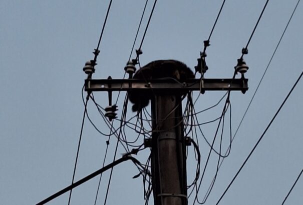 Mosómedve-mentőakció miatt riasztották a nyékvárkonyi tűzoltókat és vadászokat – Képekkel