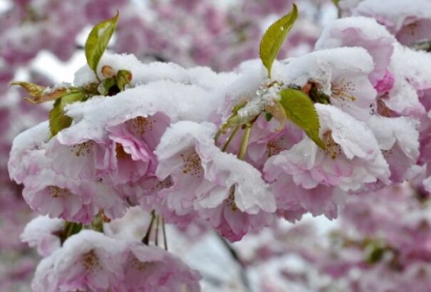 A meteorológusok figyelmeztetést adtak ki az éjszakai fagy miatt, amely károsíthatja a növényzetet