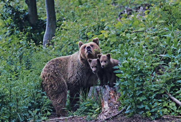 Gombászra támadt a medve Besztercebánya közelében