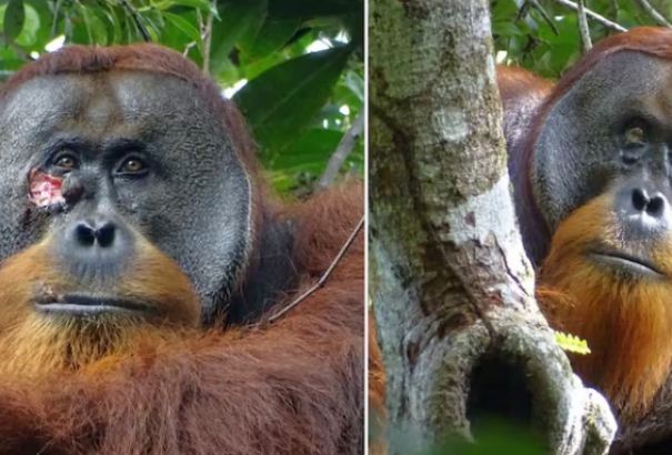 Saját magát gyógyította meg egy orángután