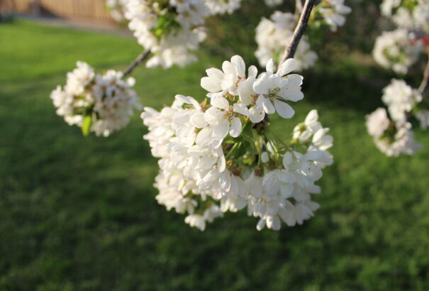 Hivatalos: Szélsőségesen meleg volt az idei tavasz