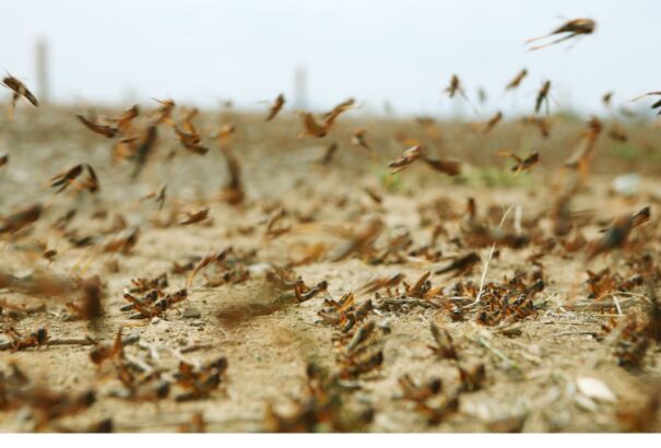 Bibliai csapás sújtja Irán északi részét