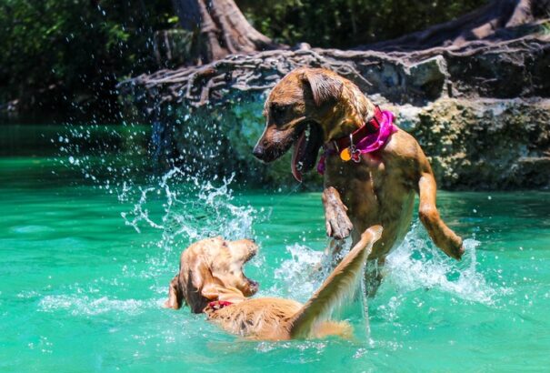 Szúnyogok terjesztenek veszélyes fertőzést Szlovákiában
