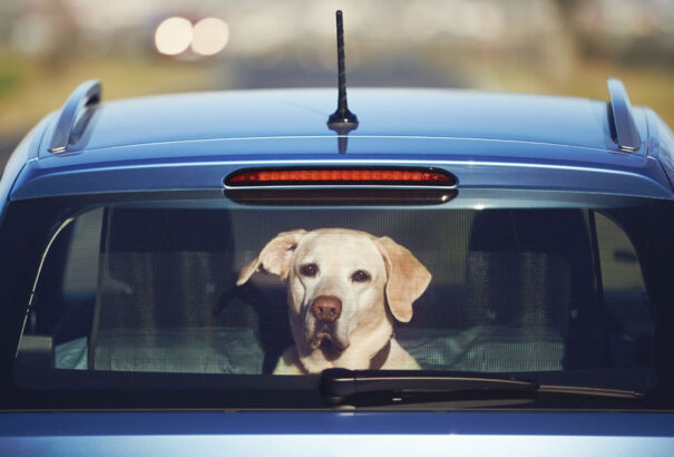 Egy nő a felforrósodott autójában hagyta kutyáját egy pozsonyi bevásárlóközpont előtt, és elment manikűrre