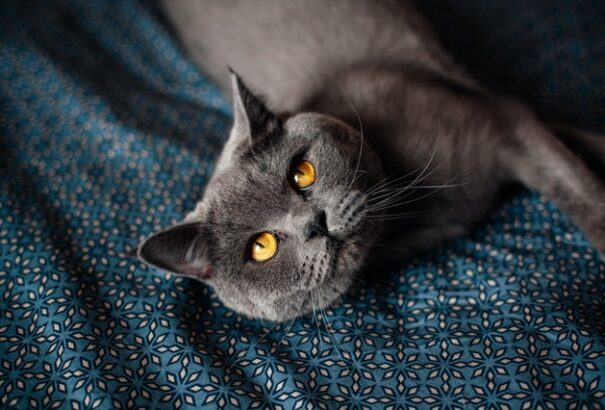 Kutatások szerint a macskatartás lehet a hosszú élet egyik titka