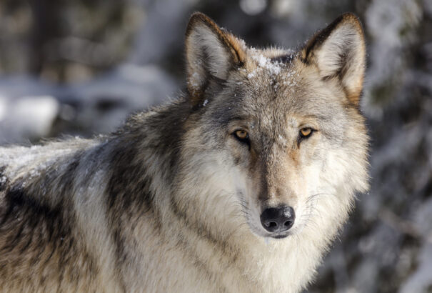Átalakul a ragadozók étrendje az ember közelében