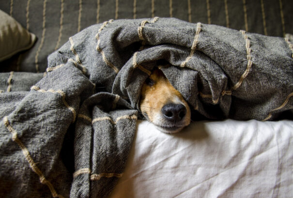 A kutyás otthonok tisztaságának titkai