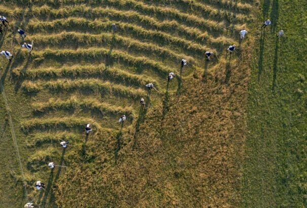 Csíkszentkirályon még él a hagyományos mezőgazdasági munka