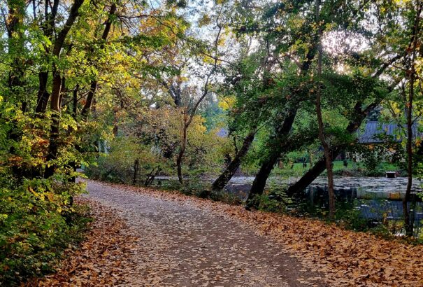 Szélsőséges időjárás közeleg – a pozsonyi erdőkben korlátozzák a szolgáltatásokat
