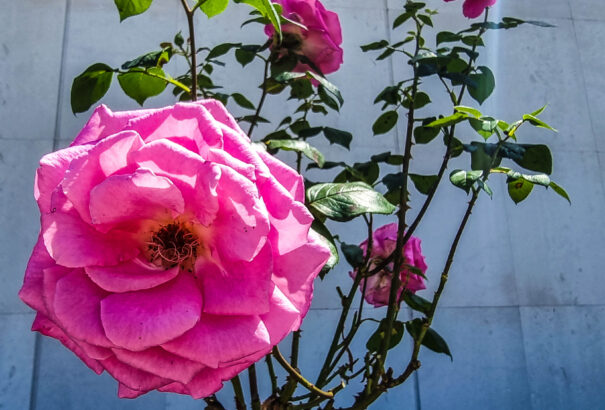 Őszi kikapcsolódás a Csallóközben (képekkel)