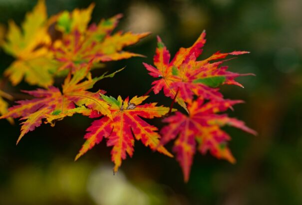 Vasárnap véget ér a nyár, nyugat felől érkezik a lehűlést hozó front