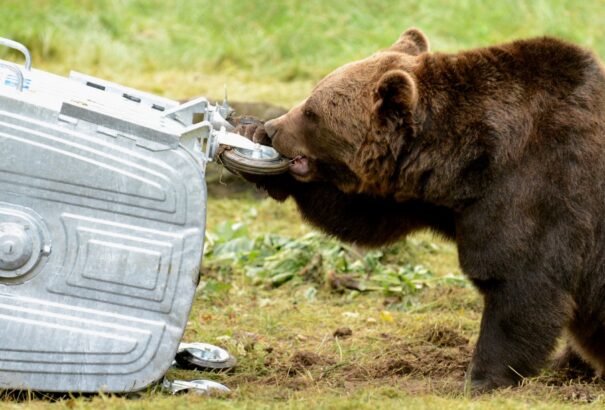 Mi vagyunk az erdő: Több tucat medve kilövése sem akadályozta meg a tragédiát. Taraba félelmet kelt, de megoldást nem hoz