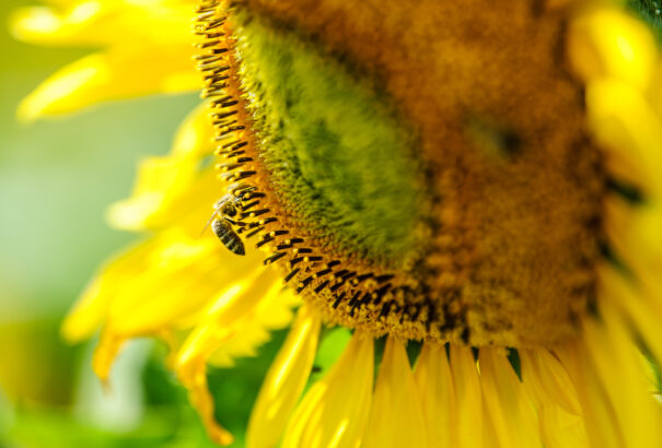 Ahogyan az emberek vásárolnak, pont úgy választanak virágot a méhek