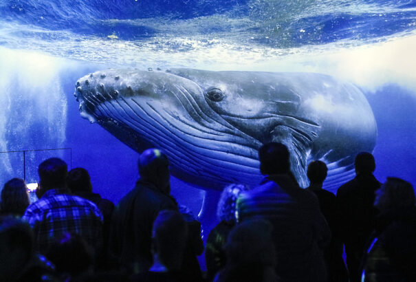 A nagy hajóforgalom nehezíti a bálnák életét