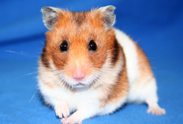 Az aranyhörcsög rejtheti a hibernáció titkát