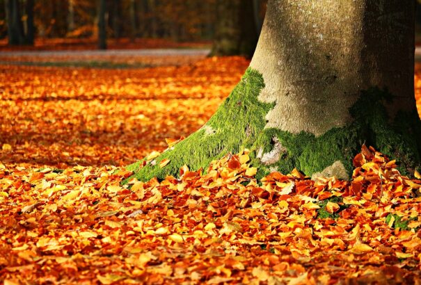 Nyugaton túlnyomóan napos, keleten borongósabb időnk lesz