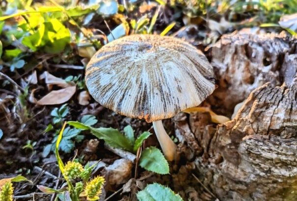 Gyönyörű őszi időnk lesz