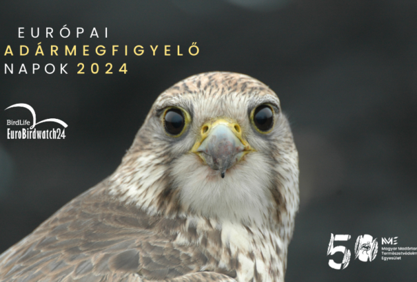 Madármegfigyelés: Ismét a lakosság segítségét kérik a szakértők