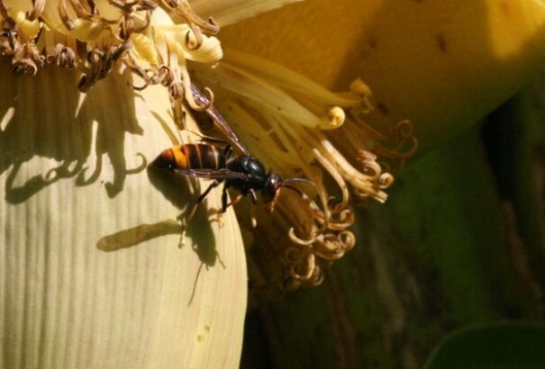 Először regisztrálták Szlovákia területén az ázsiai lódarázs előfordulását