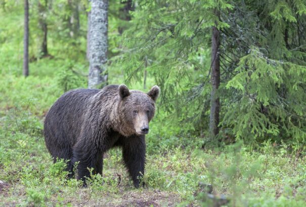 Medvét láttak Zsolna külterületén