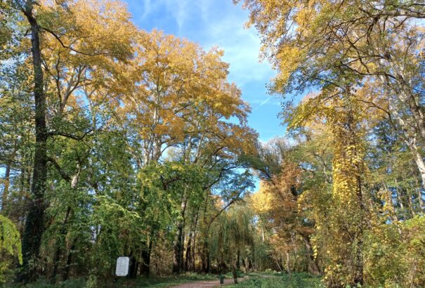 Őszi kirándulás a tatai Öreg-tónál