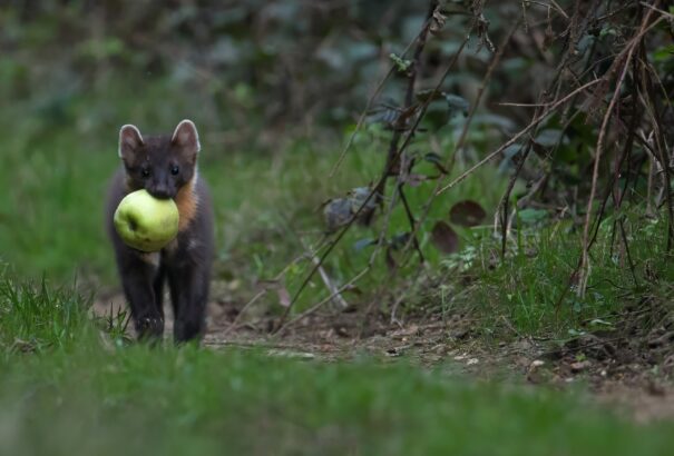 Bámulatos fotók mutatják be Magyarország állatvilágát