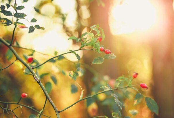 Csütörtökön felszakadozik a felhőzet és előbújik a nap