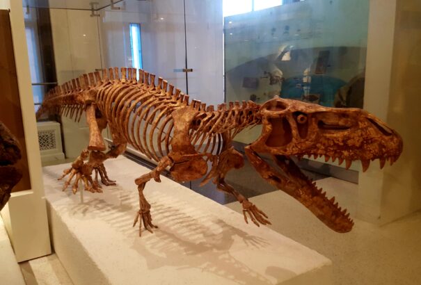 A korai dinók életmódját és étrendjét vizsgálták