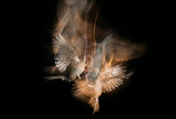 Díjnyertes madárfotók a Fővárosi Állat- és Növénykertben