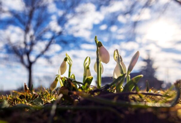 Tavaszias, enyhe idővel zárul a hét