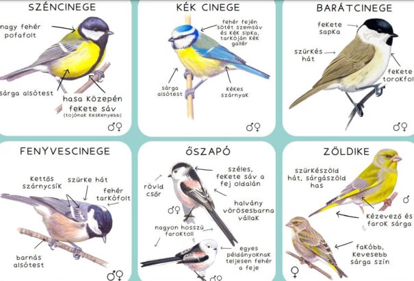 Nagy téli madárles – A lakosság segítségével számolják össze a madarakat