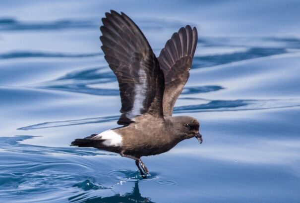 Óriási természetvédelmi siker: 100 év után visszatértek a kihalás szélén álló viharfecskék