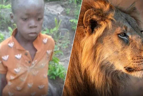 Túlélt öt napot az oroszlánoktól hemzsegő szavannán az eltűnt afrikai kisfiú